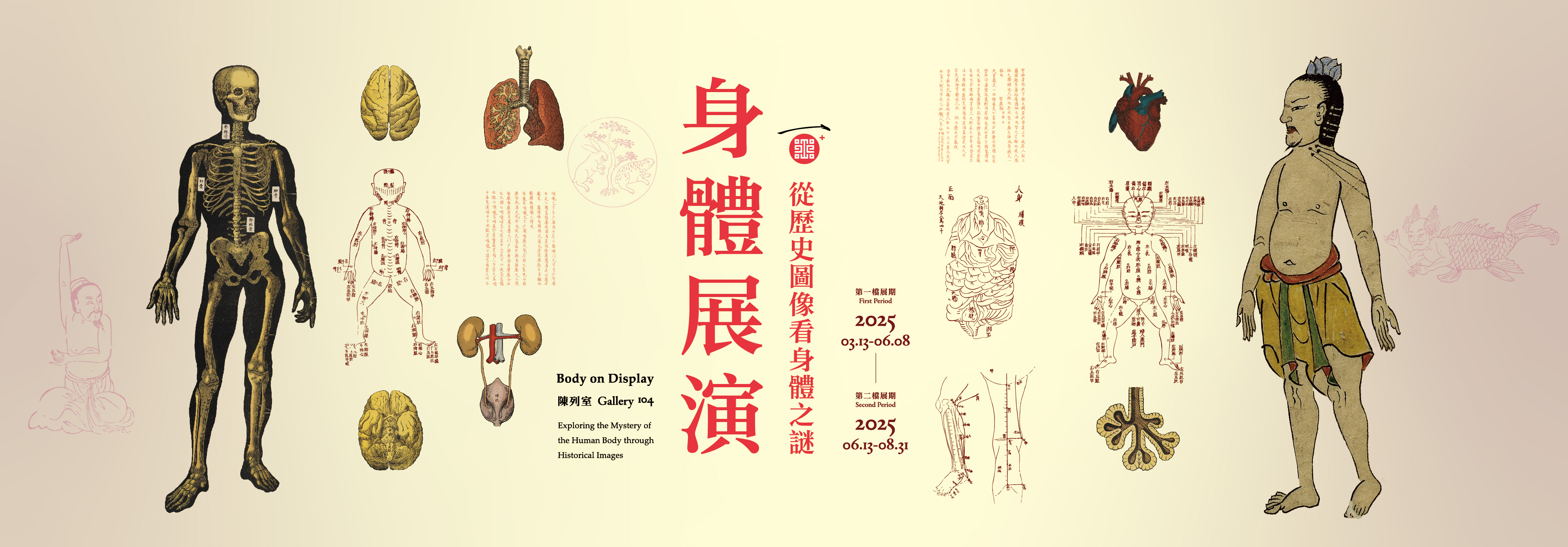 Body on Display: Exploring the Mystery of the Human Body through Historical Images